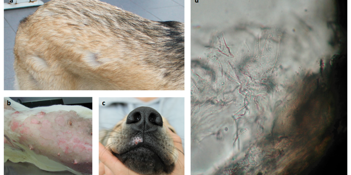 Mold exposure symptoms in dogs Mold exposure symptoms in dogs